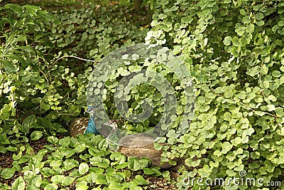 Two peacocks in love Stock Photo