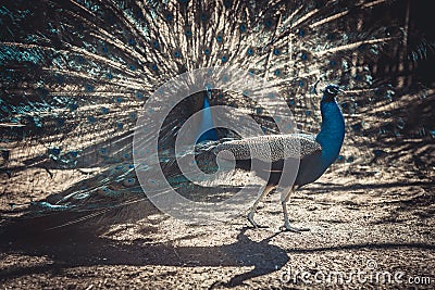 Two peacocks at the zoo show off to each other Stock Photo