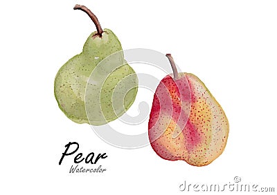 two pear red and green .Hand drawn watercolor painting on white background.Vector illustration Vector Illustration