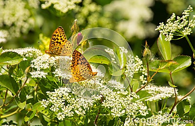 Two Pearl Crescent Butterflies In Summer Garden Stock Photo