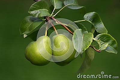 Two Pears Stock Photo