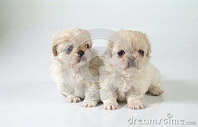 Two pekinese 4 Stock Photo