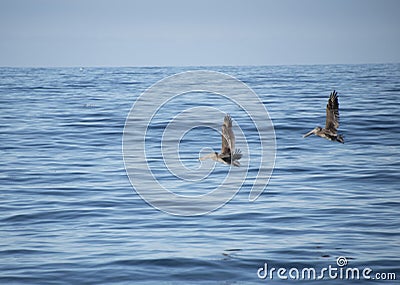 Two pelican birds flying in the sky above the ocean Stock Photo