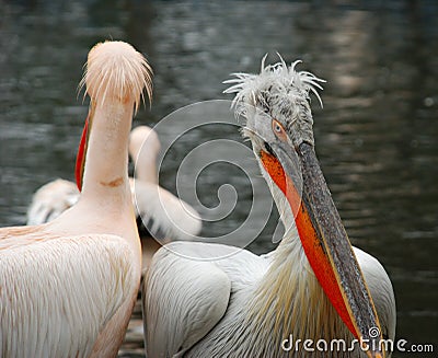 Two pelicans Stock Photo