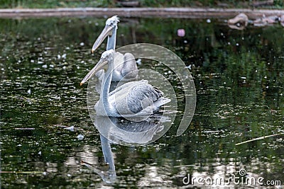 Two pelicans swim in the lake Stock Photo