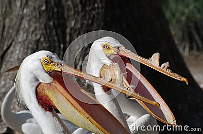 Two pelicans waiting to be fed Stock Photo