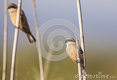 Two Penduline Tits on Reed Stock Photo