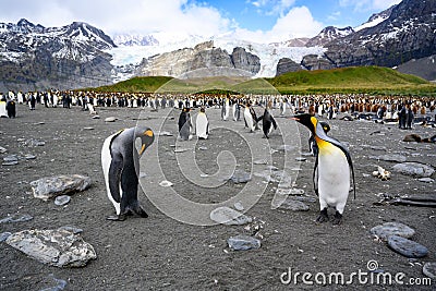 Colony of king penguins - Aptendytes patagonica - with chicks standing in front of green hills, rocks, glacier in South Georgia Stock Photo