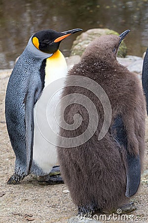 Two penguins and a meeting Stock Photo