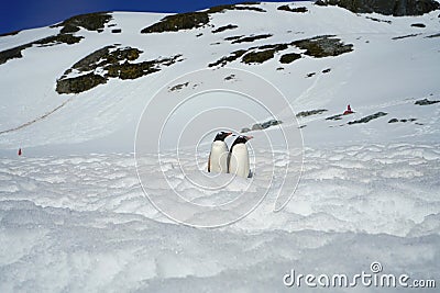 Two penguins standing on the snow Antarctic iceberg. Stock Photo