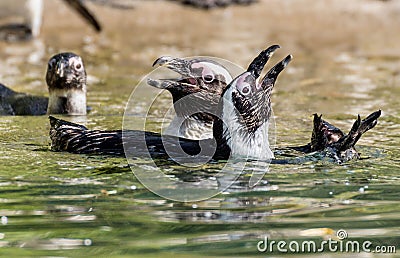 Two penguins in the water Stock Photo