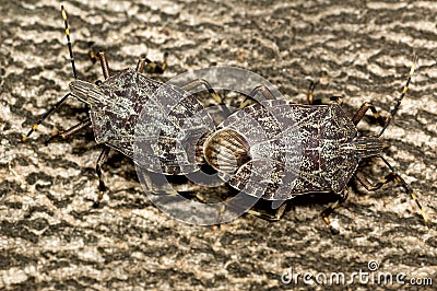 Two Pentatomidae stink bugs mating Stock Photo