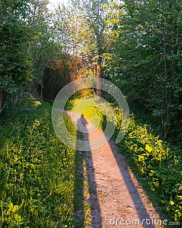 Two People Casting Long Shadows on a Danish Forest Trail Stock Photo