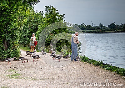 Two people feeding gooses Editorial Stock Photo