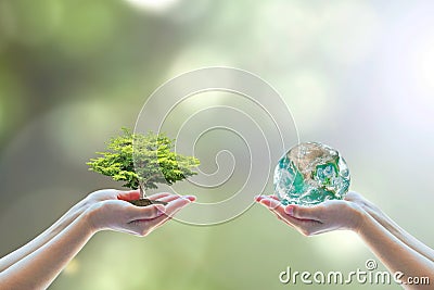 Two people human hands holding/ saving growing big tree on soil eco bio globe in clean CSR ESG natural sunlight background Stock Photo