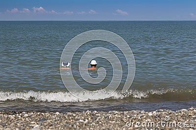 Two people in light headgear swim Editorial Stock Photo