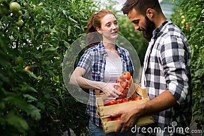 Two people working in a greenhouse. Stock Photo