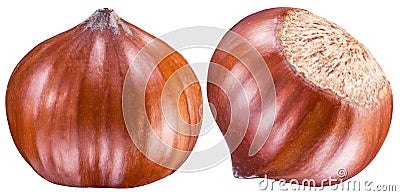 Two perfect ripe hazelnuts or filberts. Clipping path. Stock Photo