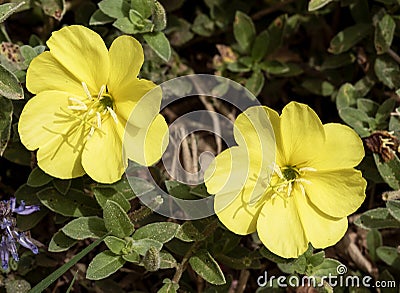 Two Perfect Yellow Primose Flowers Surrounded by Leaves Stock Photo