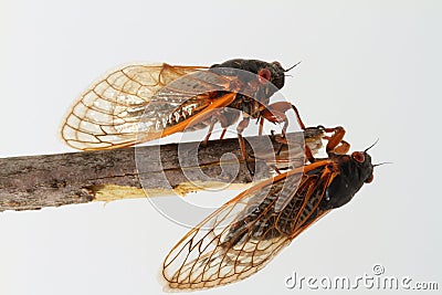 Two periodical cicadas perched on a stick Stock Photo