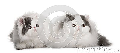 Two Persians (4 monhs old) Stock Photo