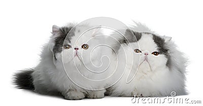 Two Persians (4 monhs old) Stock Photo