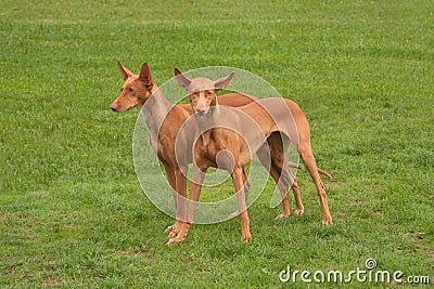 Two Pharaoh Hounds Stock Photo