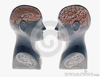 Two Phrenology heads showing human brain facing each other on white background Editorial Stock Photo