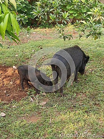 Two pig enjoying in nature Stock Photo