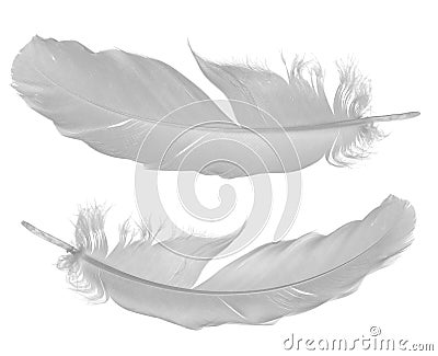 Two pigeon feathers on white Stock Photo