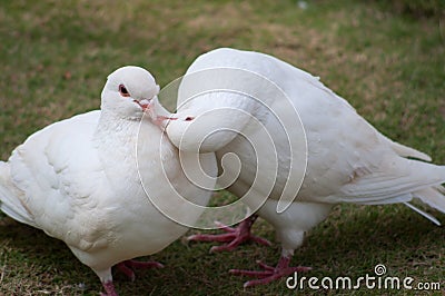 Two pigeons Stock Photo