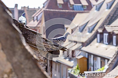 Two pigeons perched on the roof of a townhouse Stock Photo