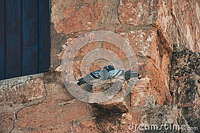 Two pigeons perched on the wall of an old Aegean town stone house and getting closer to each other Stock Photo