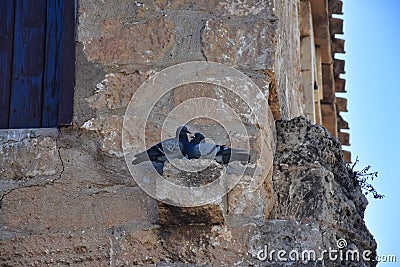 Two pigeons perched on the wall of an old Aegean town stone house and getting closer to each other Stock Photo