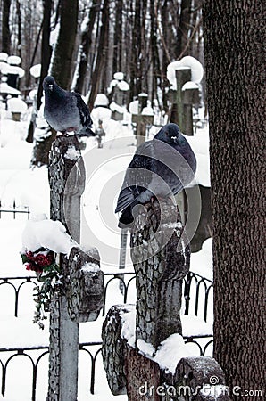 Two pigeons sitting on gravestones in the old cemetery Stock Photo
