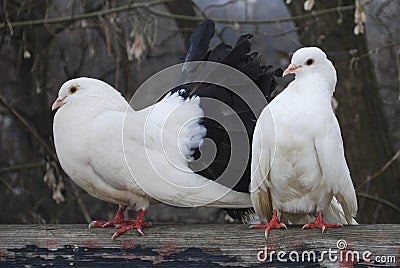 Two pigeons in the spring in the park sitting on fence Stock Photo