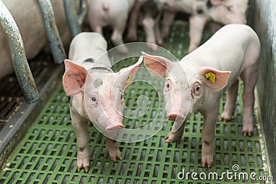 Two pigs, Pig farm, Funny piglets Stock Photo