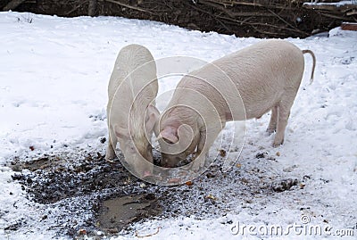 Two pigs among snow and mud Stock Photo