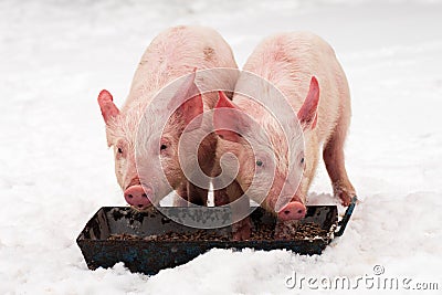 Two pigs on snow Stock Photo