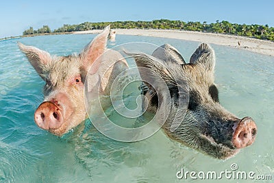 Two pigs swimming in the Bahamas Stock Photo