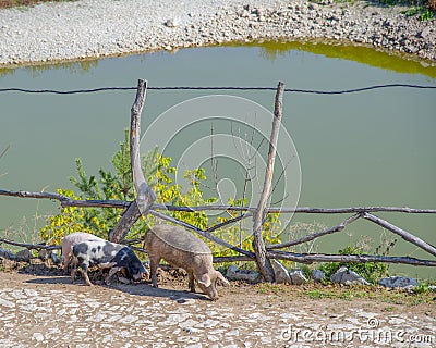 Two pigs walking along the path along the fence Stock Photo