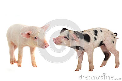 Two pigs Stock Photo