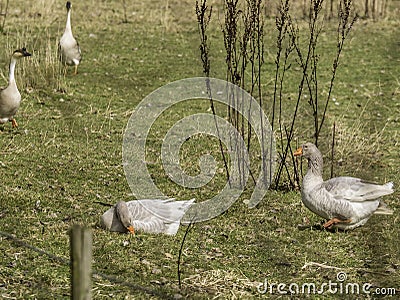 Two Pilgrim Geese Stock Photo