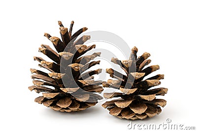 Two pine cones on a white Stock Photo