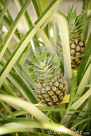 Two pineapple plants growing in tropical destination Stock Photo