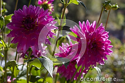 Two pink Dalia flowers in all their splendor Stock Photo