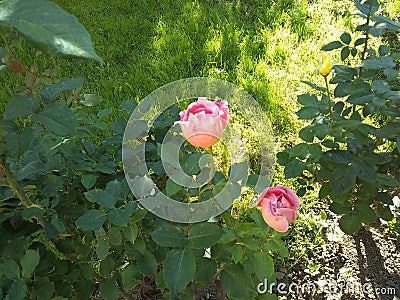 Two pink Desiree roses and one yellow bud Stock Photo