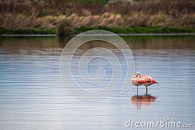 Two pink flamingos stand in the water. Shevelev. Stock Photo