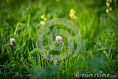 Two pink flower clover. Stock Photo