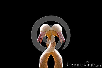 Two pink interconnected flamingo on a black background. Stock Photo